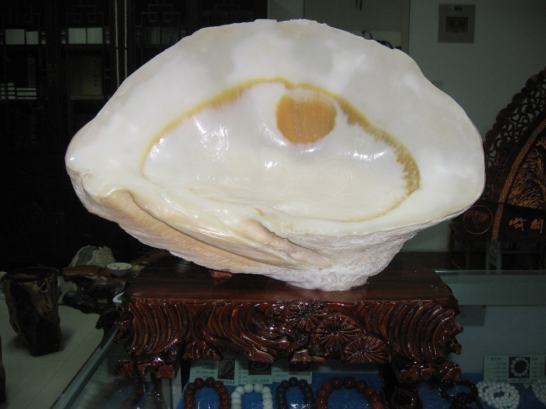 砗磲玉中的籽料&mdash;&mdash; 美济椰子贝